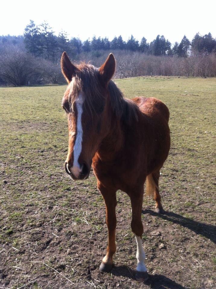 Anden særlig race de Rosche´s Turbo Speed billede 18
