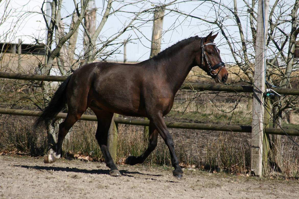 Anden særlig race Tyson 3 billede 12