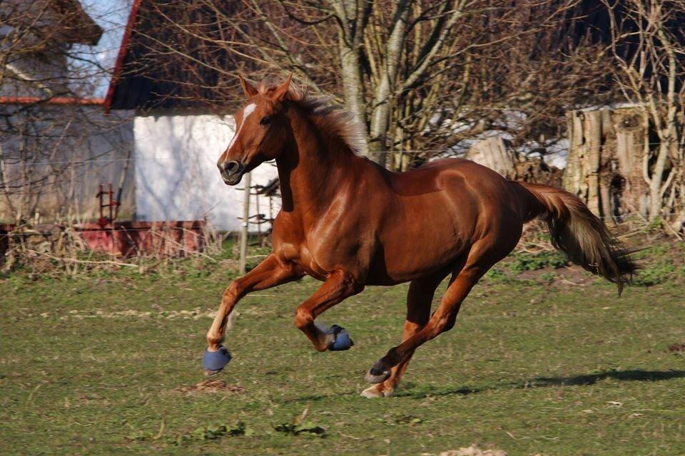 Appaloosa Sequoia van de lorkeershoeve <3 - Foto af Sofie Andersen billede 10