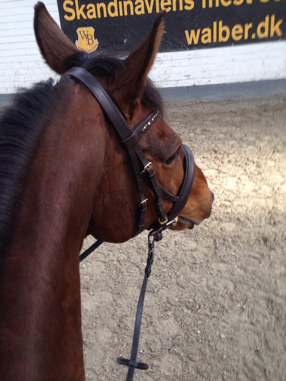 Fuldblod (XX) Pingus billede 17