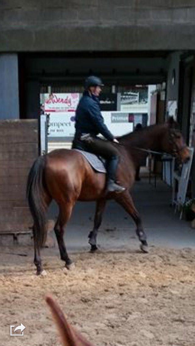 Fuldblod (XX) Pingus billede 20