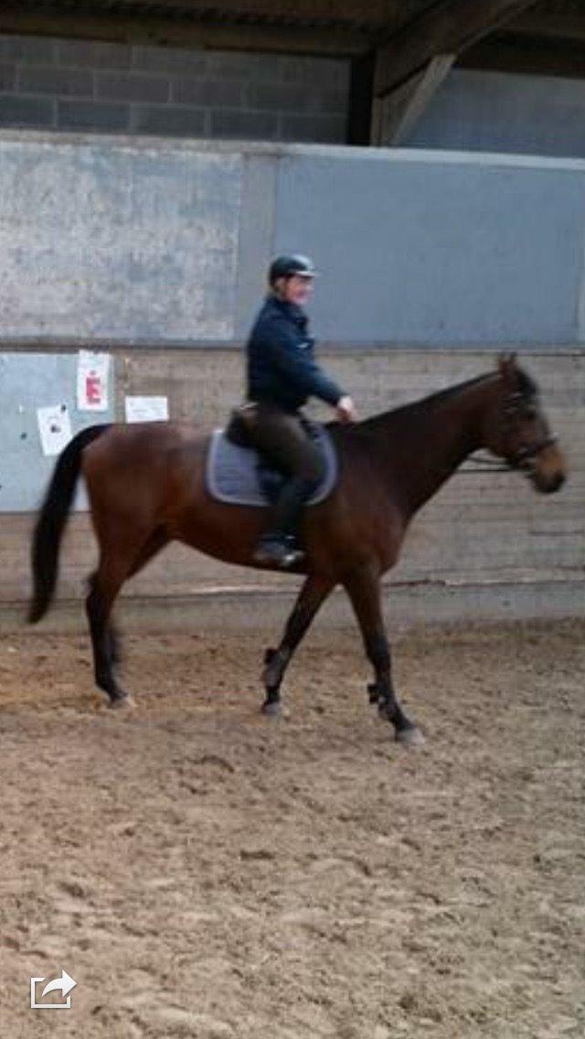 Fuldblod (XX) Pingus billede 18