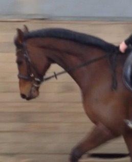 Fuldblod (XX) Pingus billede 19