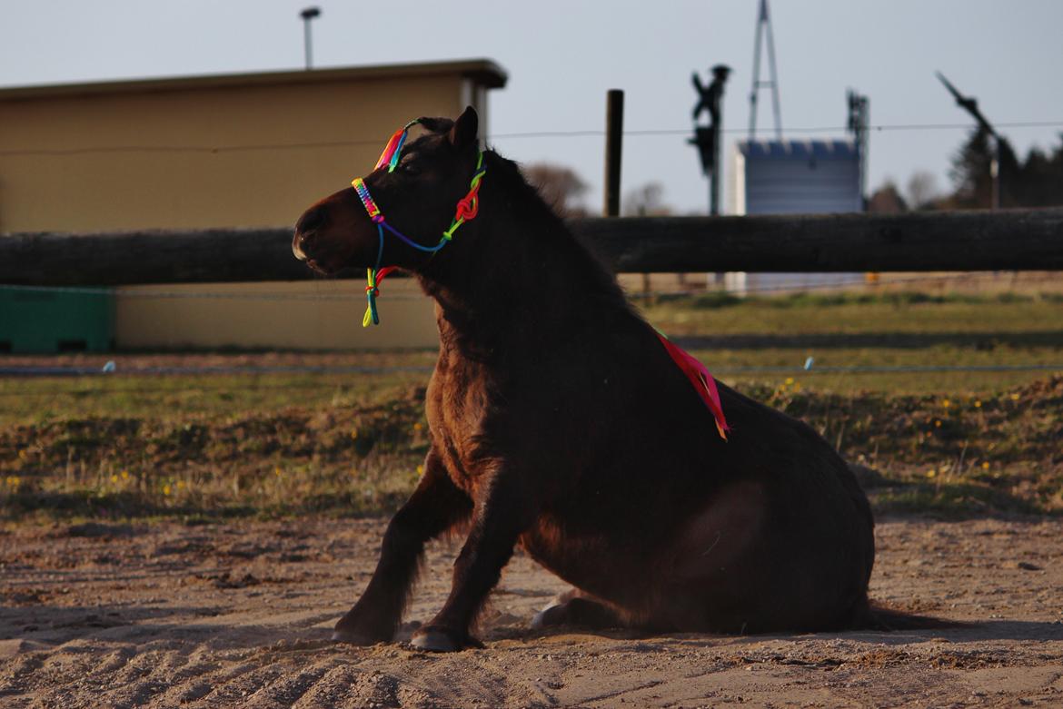 Shetlænder Sofus - 8. april 2015 billede 5