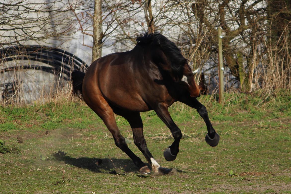 Dansk Varmblod Bøgegårdens Liva - 8. april 2015 billede 6
