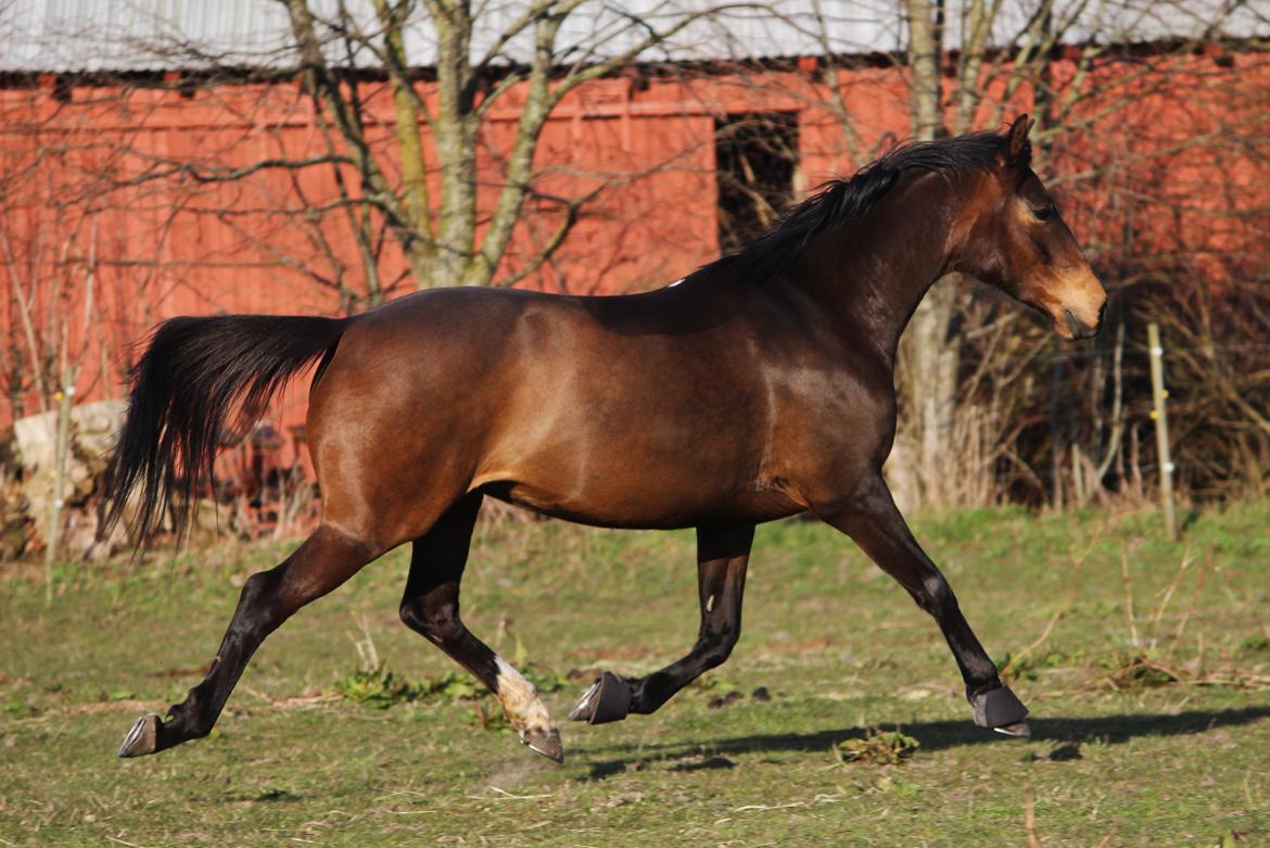 Dansk Varmblod Bøgegårdens Liva - 8. april 2015 billede 2