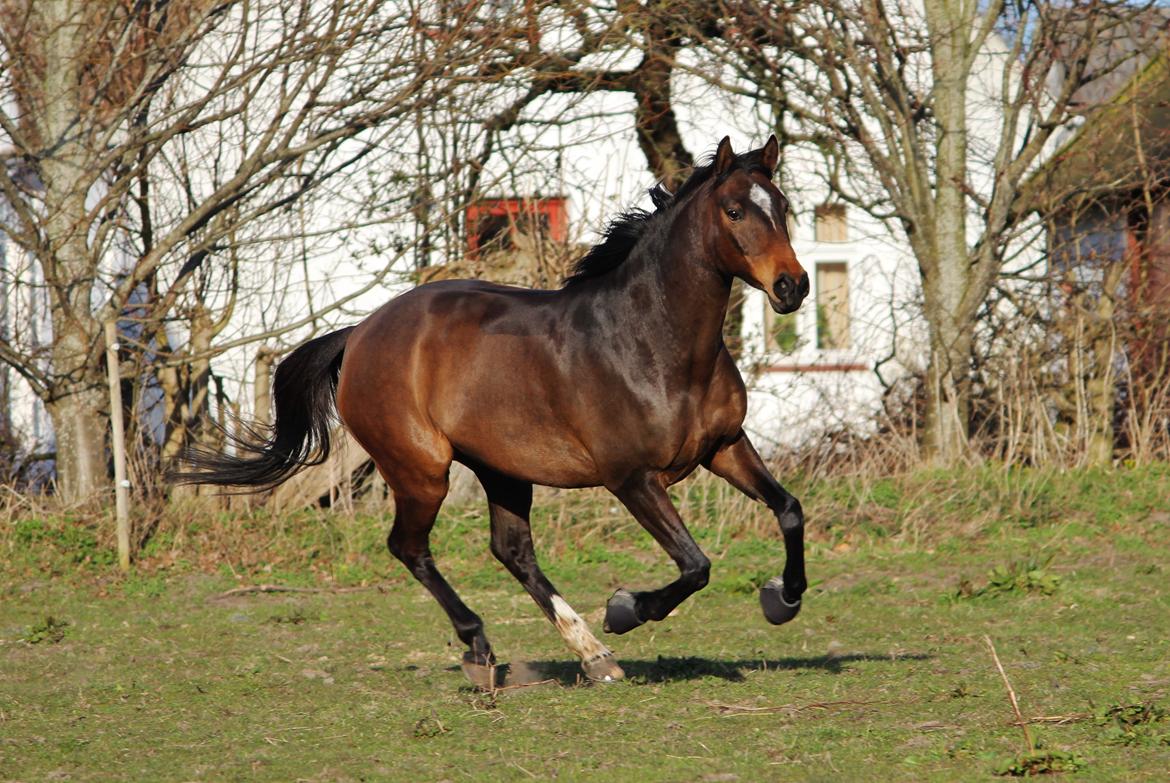 Dansk Varmblod Bøgegårdens Liva - 8. april 2015 billede 8