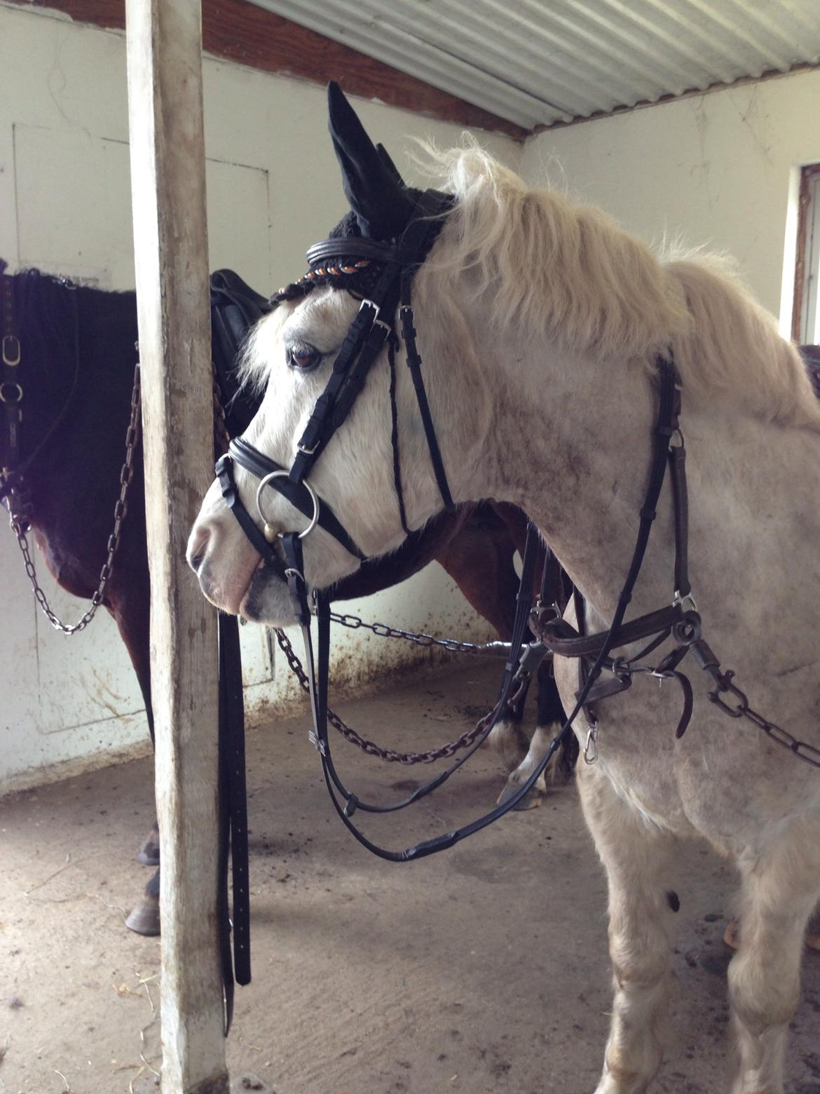 Anden særlig race Bolero billede 16