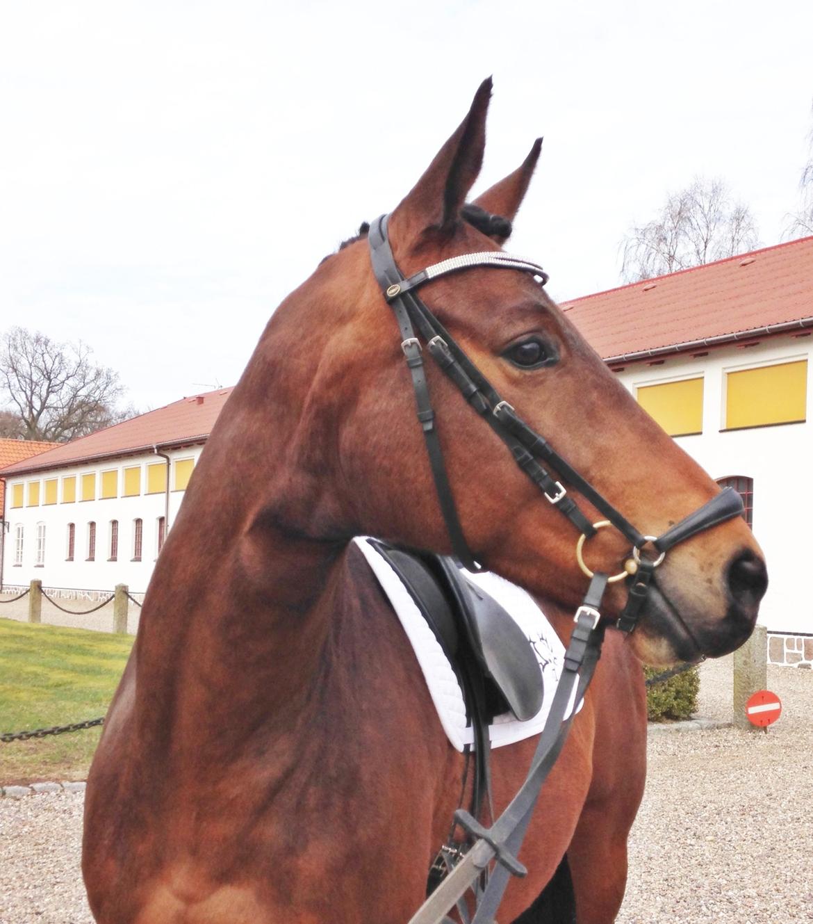 Trakehner Kornella von C billede 1