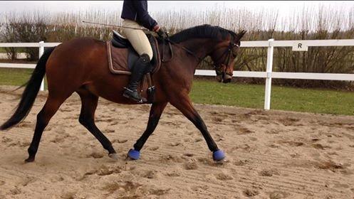 Trakehner Kornella von C billede 2