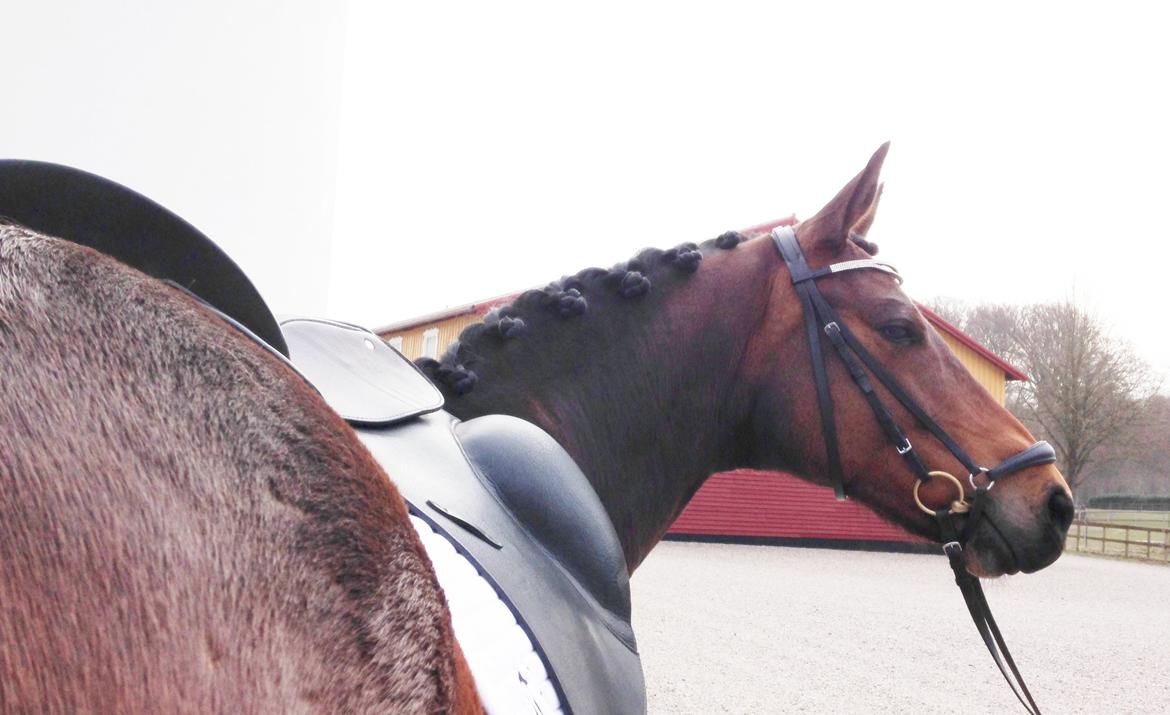 Trakehner Kornella von C billede 18