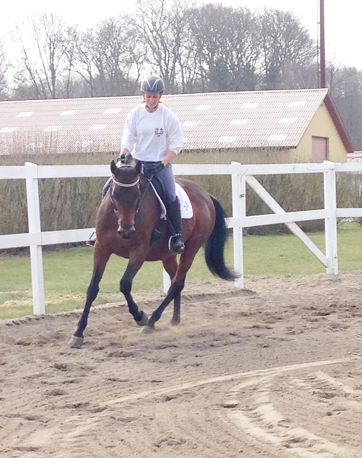 Trakehner Kornella von C billede 3