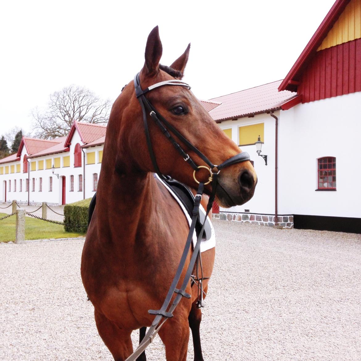 Trakehner Kornella von C billede 4
