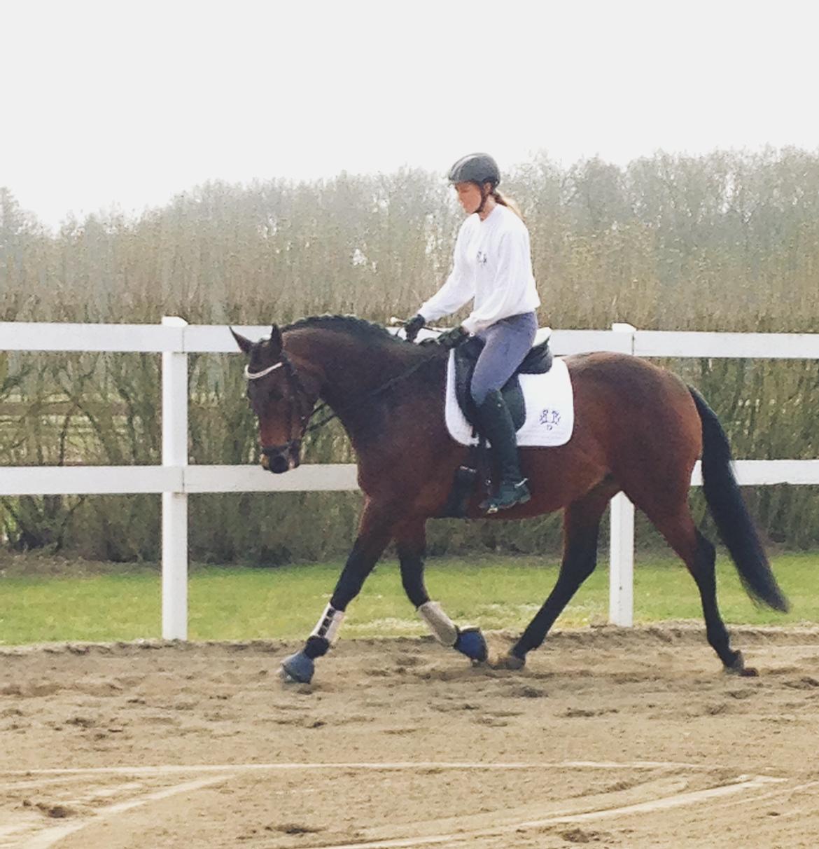 Trakehner Kornella von C billede 5