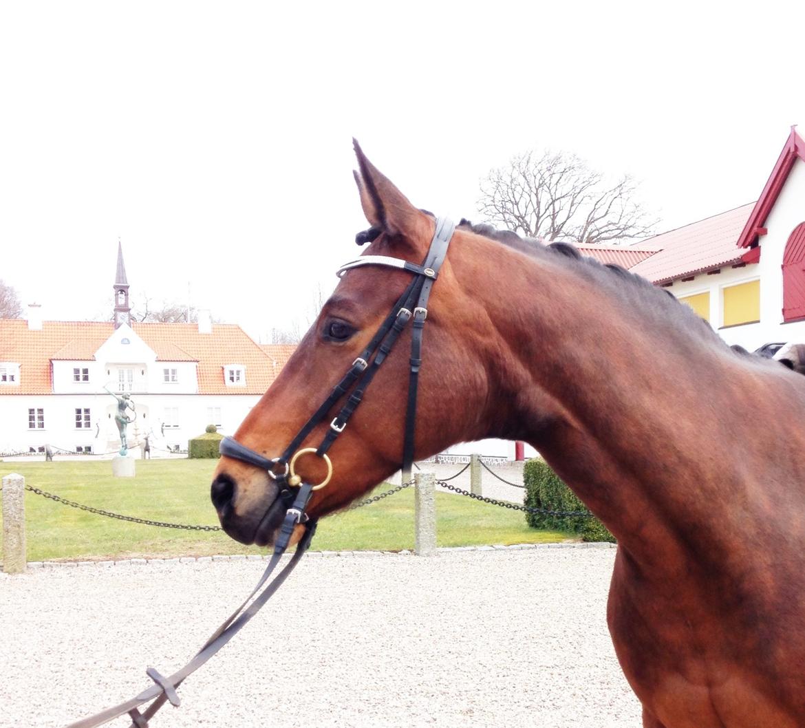 Trakehner Kornella von C billede 6