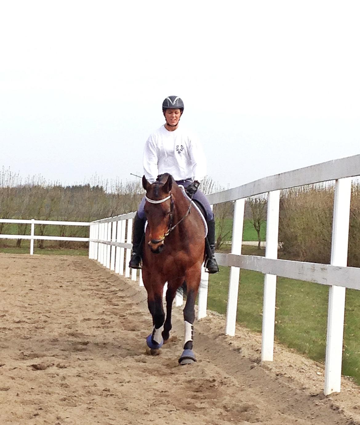 Trakehner Kornella von C billede 7