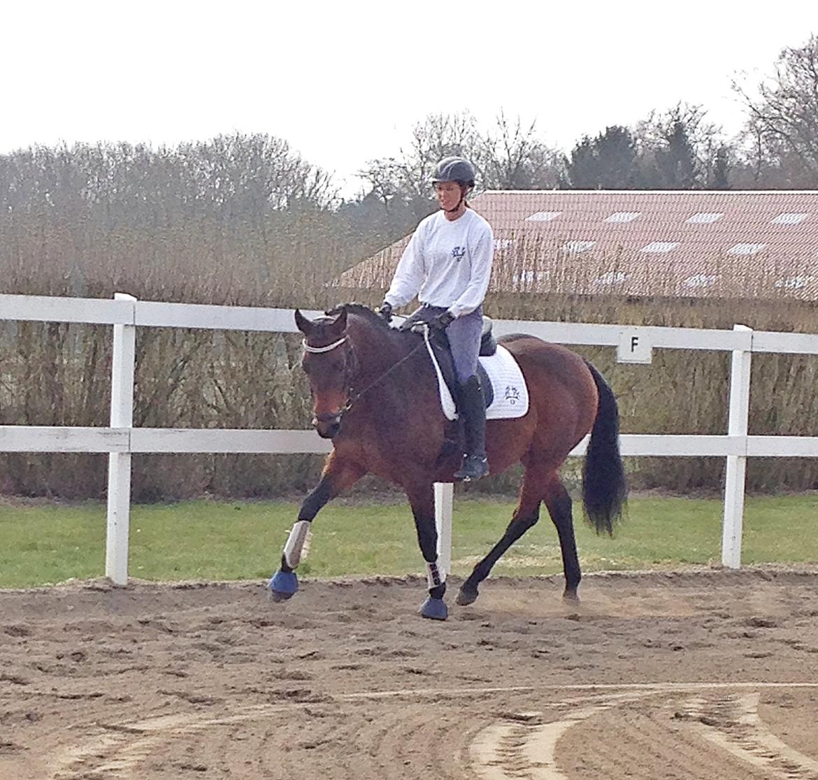 Trakehner Kornella von C billede 8