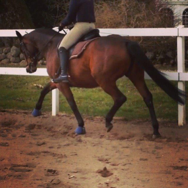 Trakehner Kornella von C billede 9