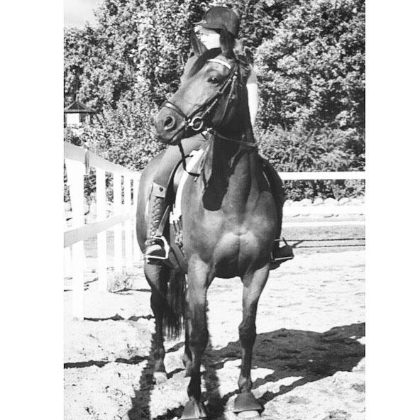 Trakehner Kornella von C billede 10