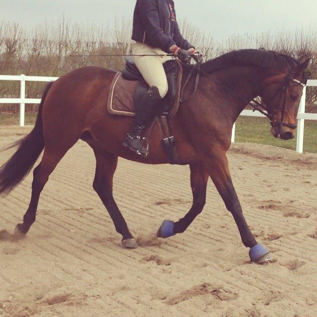 Trakehner Kornella von C billede 11