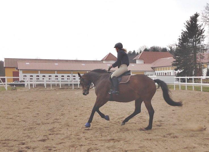 Trakehner Kornella von C billede 13