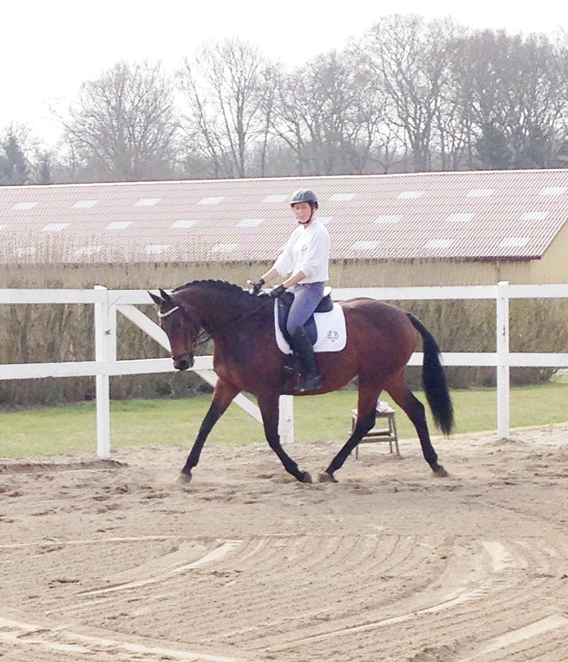 Trakehner Kornella von C billede 12