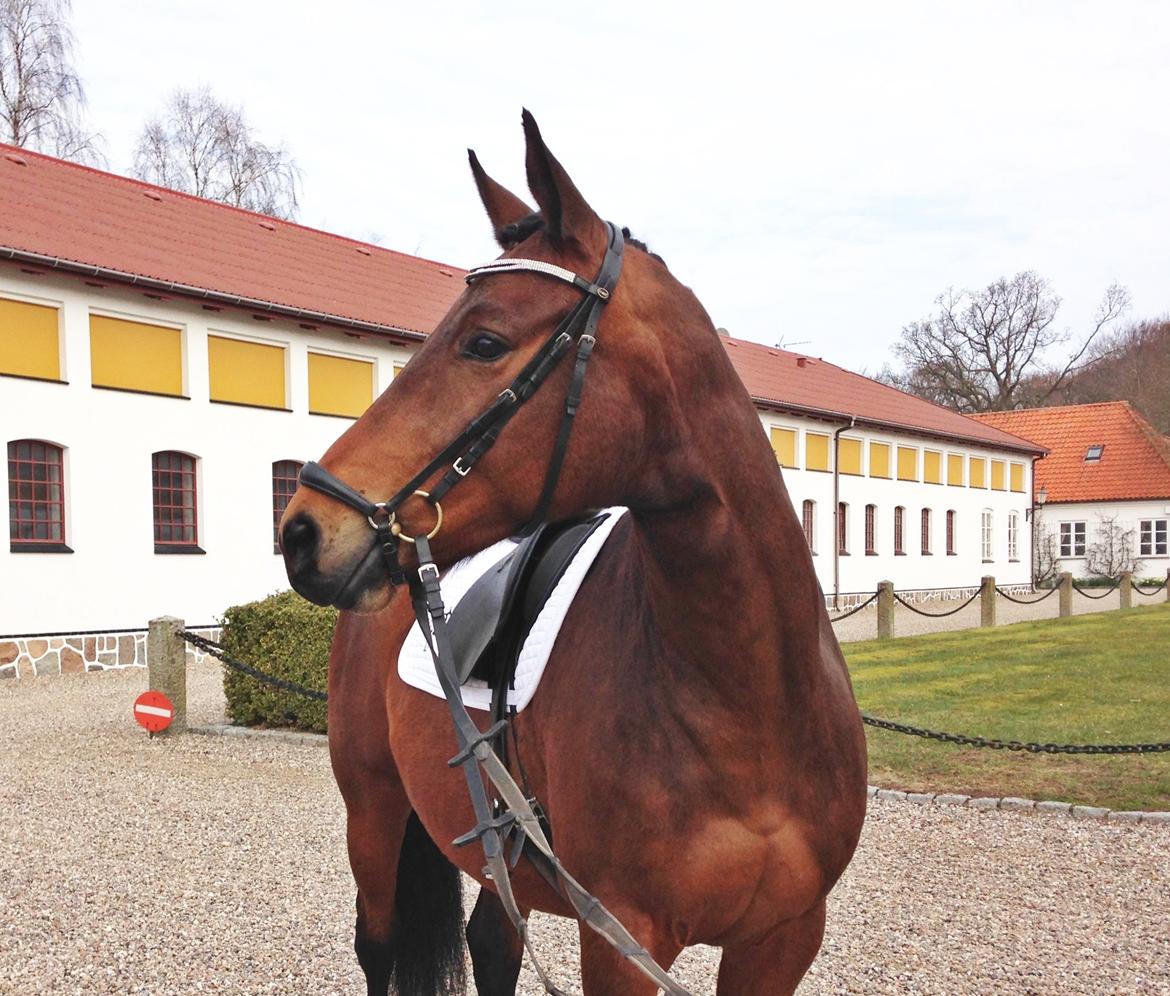 Trakehner Kornella von C billede 14