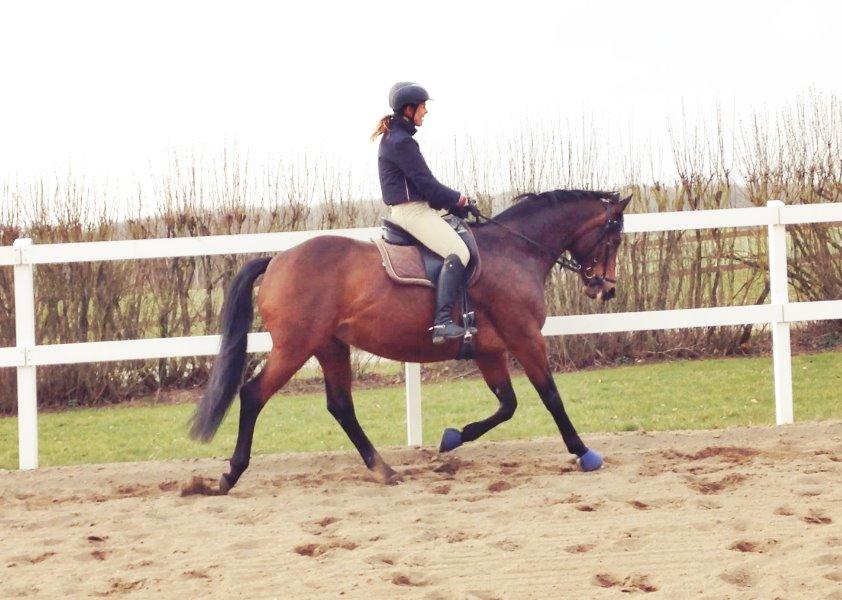 Trakehner Kornella von C billede 15