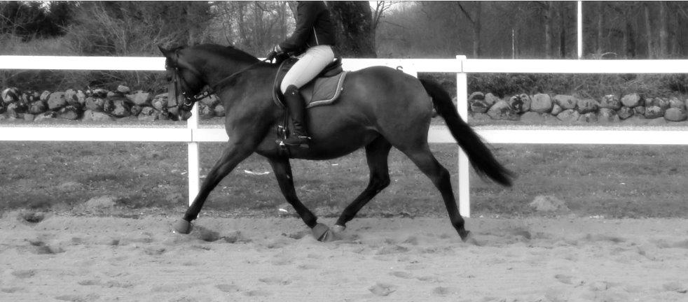 Trakehner Kornella von C billede 16