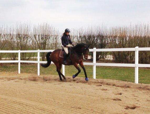 Trakehner Kornella von C billede 17