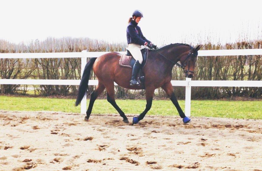 Trakehner Kornella von C billede 19