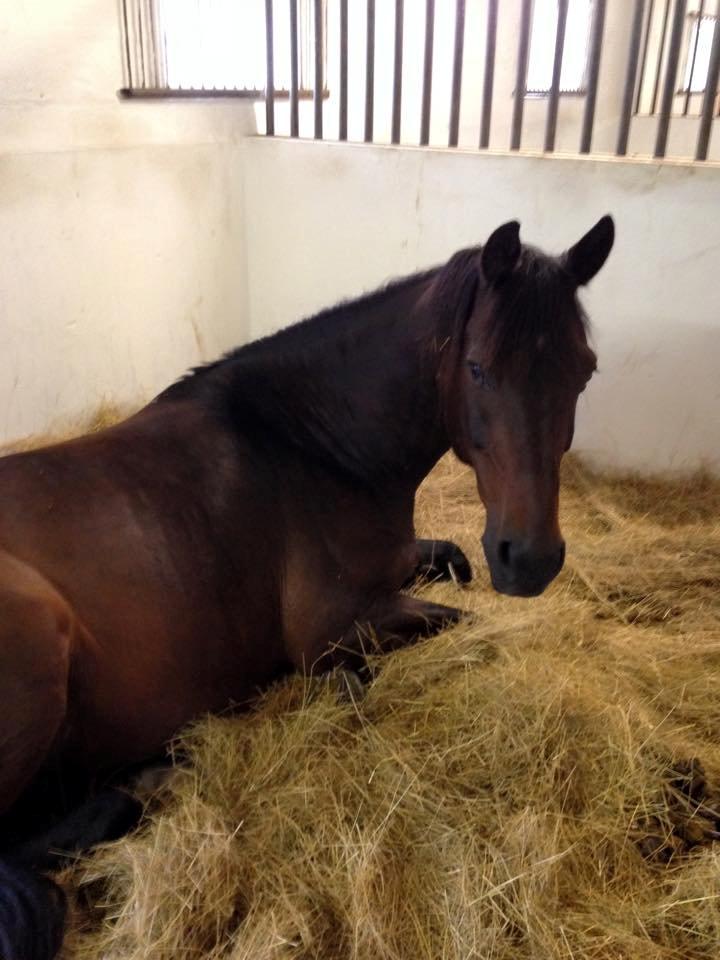 Anden særlig race Ryttergårdens Fighter - Afslapning på Enghøjs Ponyclub billede 31