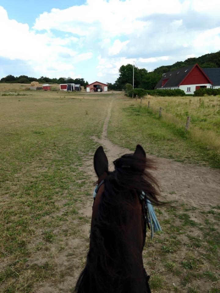 Anden særlig race Ryttergårdens Fighter - På tur på Enghøjs Ponyclub billede 32