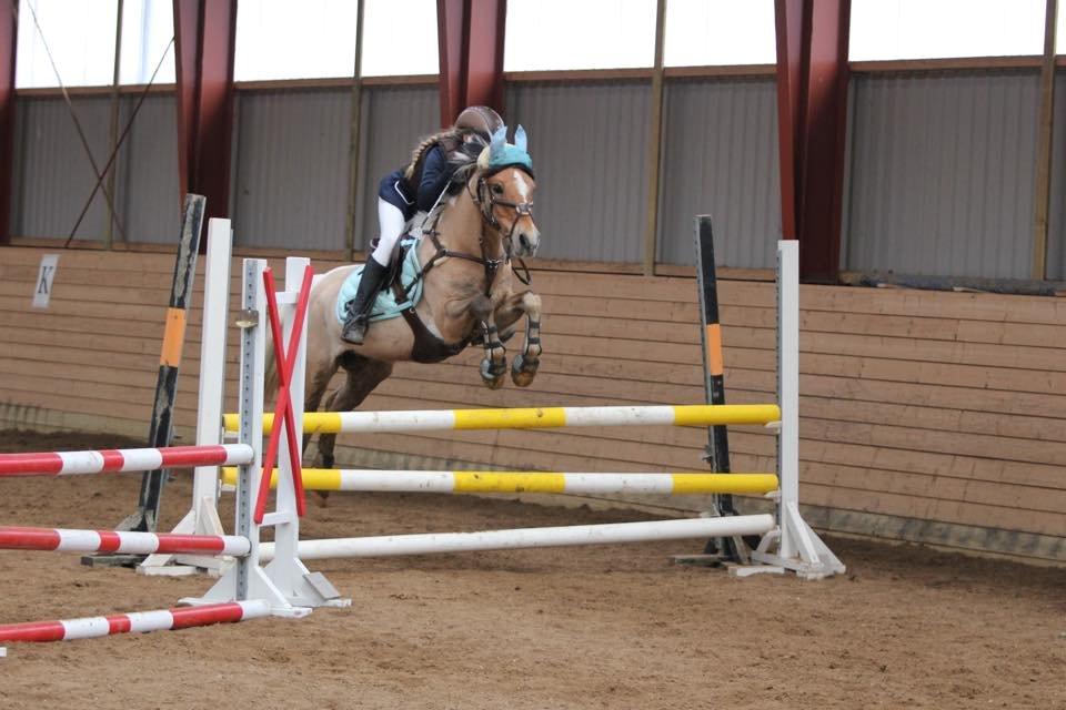 Hollandsk Sportspony Capello Ivo<3 (Min Pony) - LA <3 ) 90 cm <3  billede 16