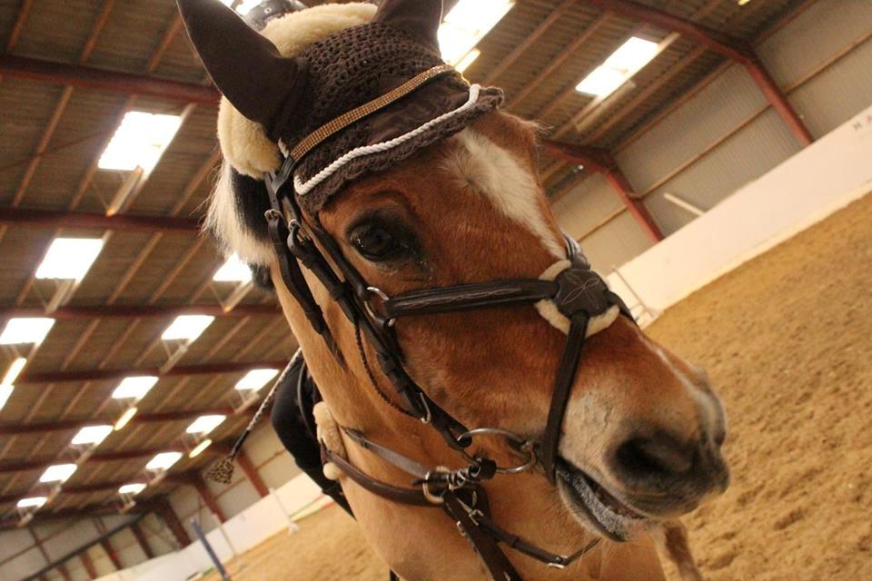 Hollandsk Sportspony Capello Ivo<3 (Min Pony) - Søde Capello <3  billede 14
