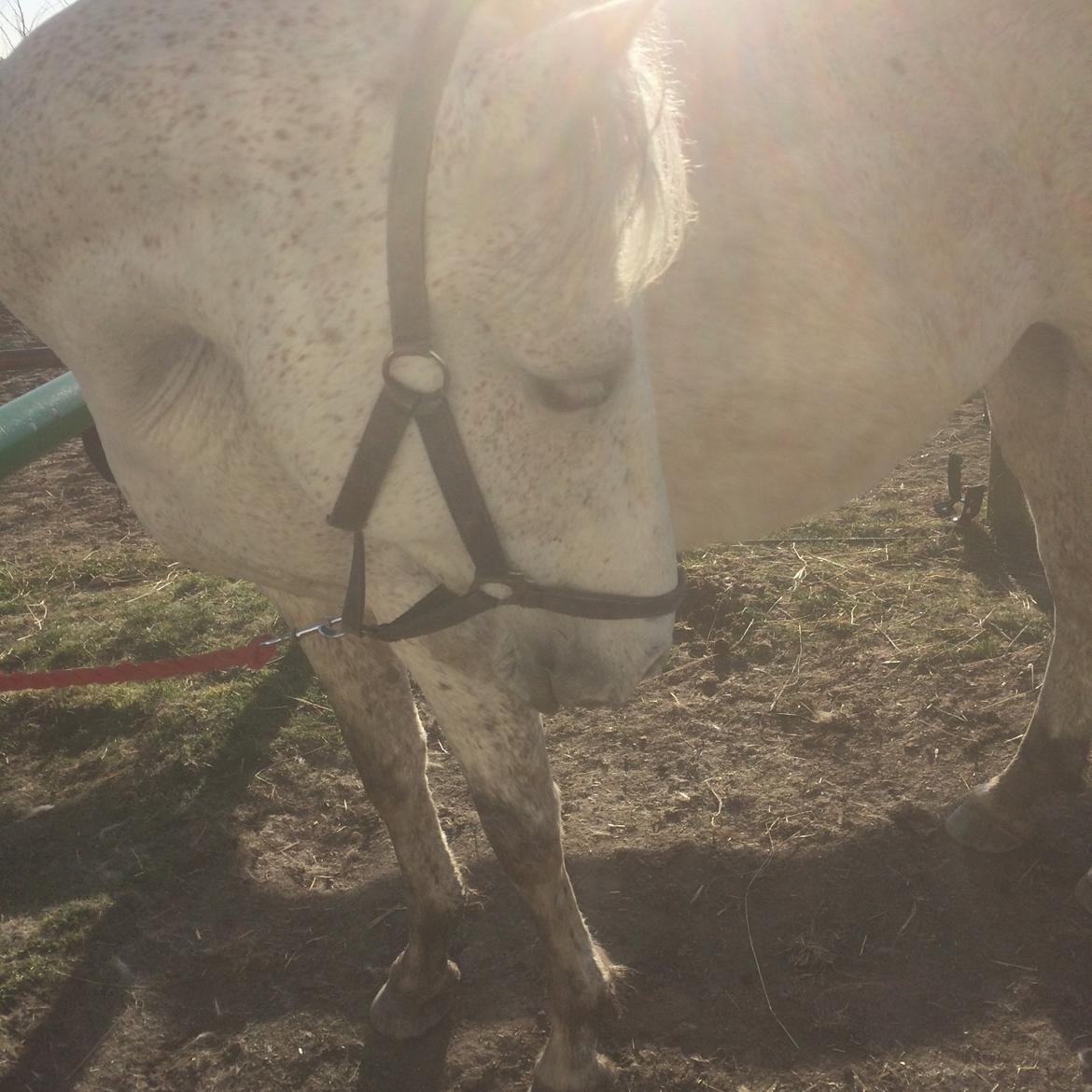 Pura Raza Española Generosa C.  billede 13