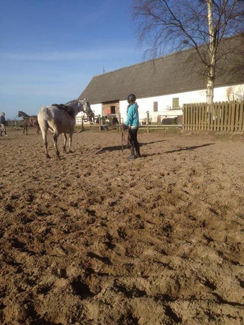 Pura Raza Española Generosa C.  billede 14