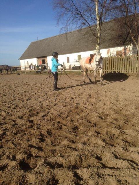 Pura Raza Española Generosa C.  billede 16