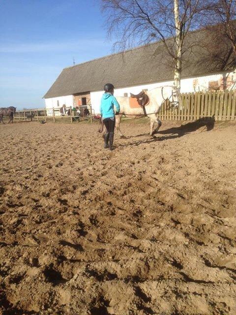 Pura Raza Española Generosa C.  billede 15