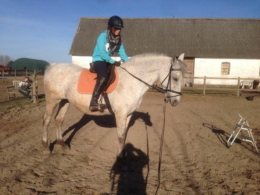 Pura Raza Española Generosa C.  billede 19