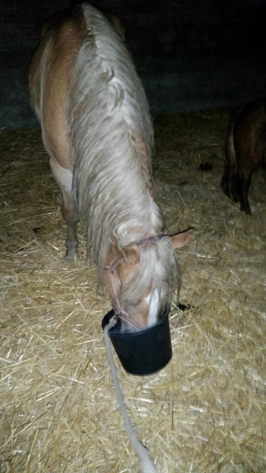 Haflinger stumtänser - min smukke dreng da jeg fik ham i oktober  billede 6