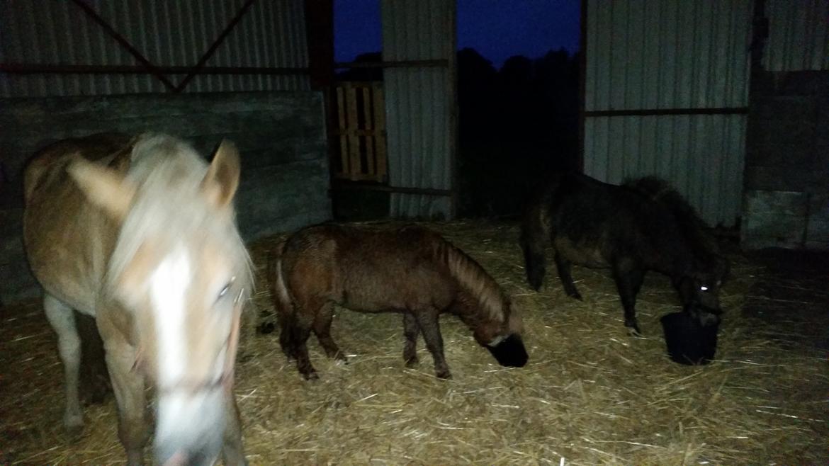 Haflinger stumtänser billede 8