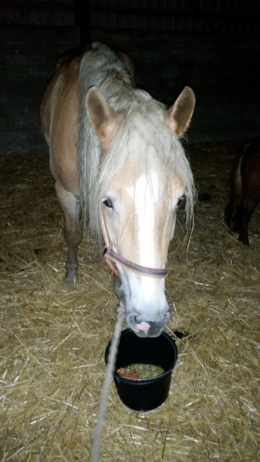 Haflinger stumtänser billede 7