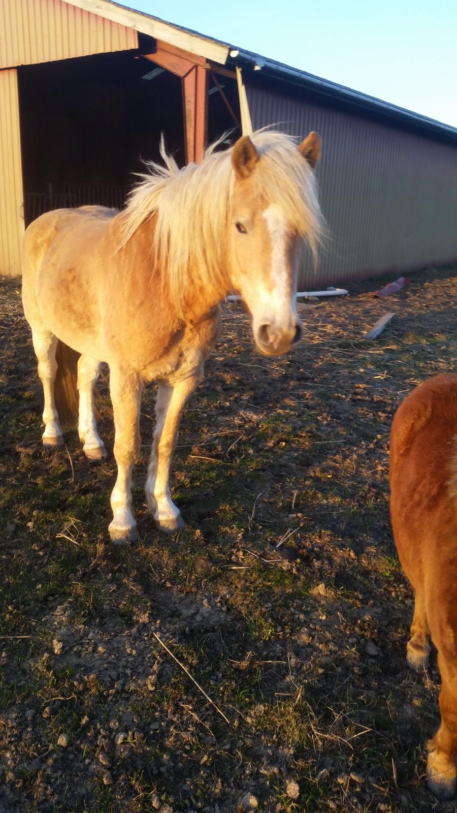 Haflinger stumtänser billede 10