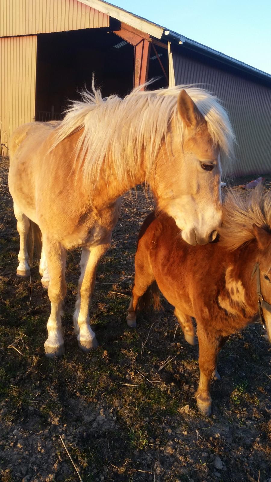 Haflinger stumtänser billede 9