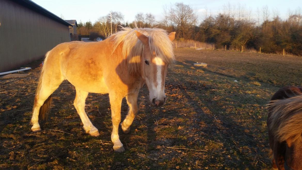 Haflinger stumtänser billede 12