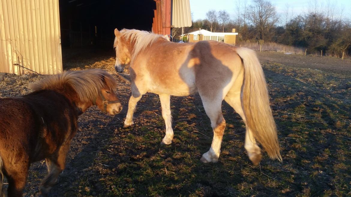 Haflinger stumtänser billede 13