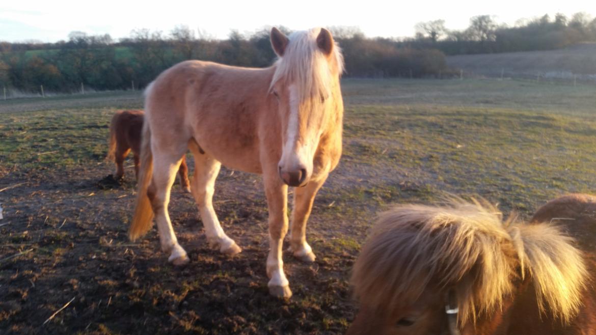 Haflinger stumtänser billede 14