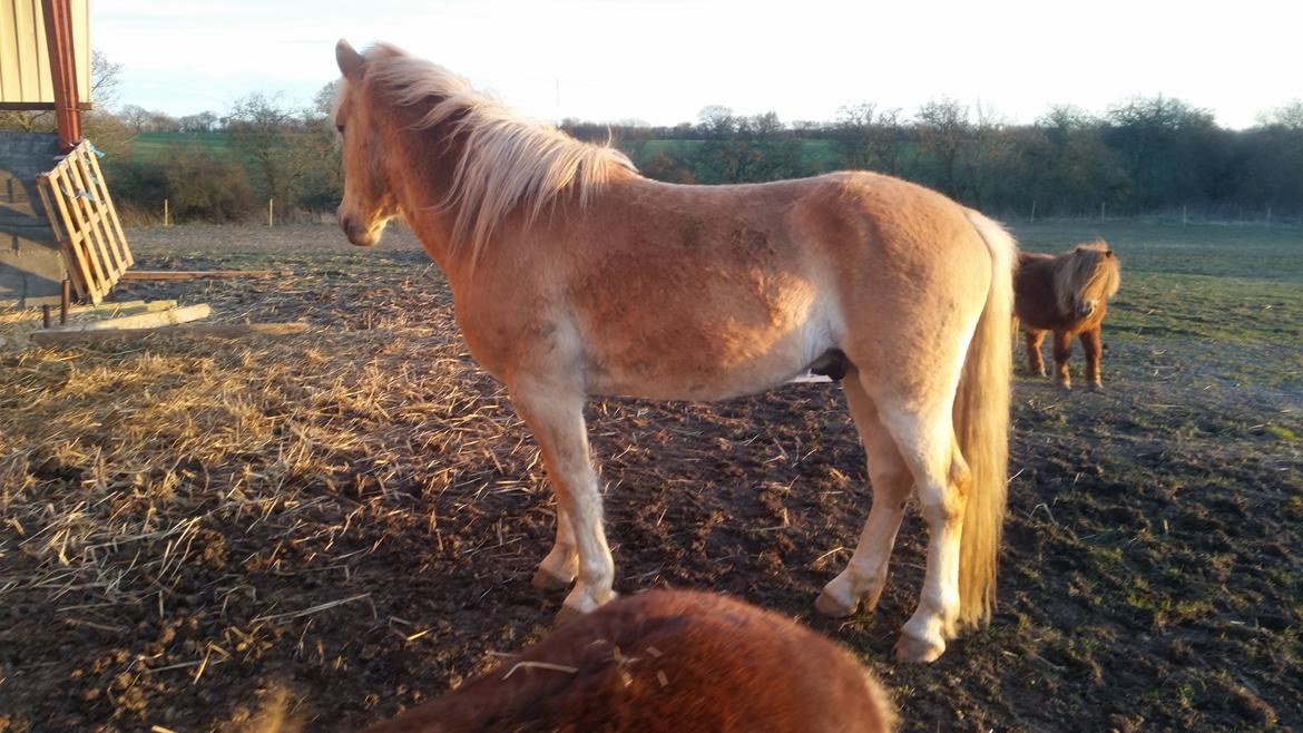 Haflinger stumtänser billede 16