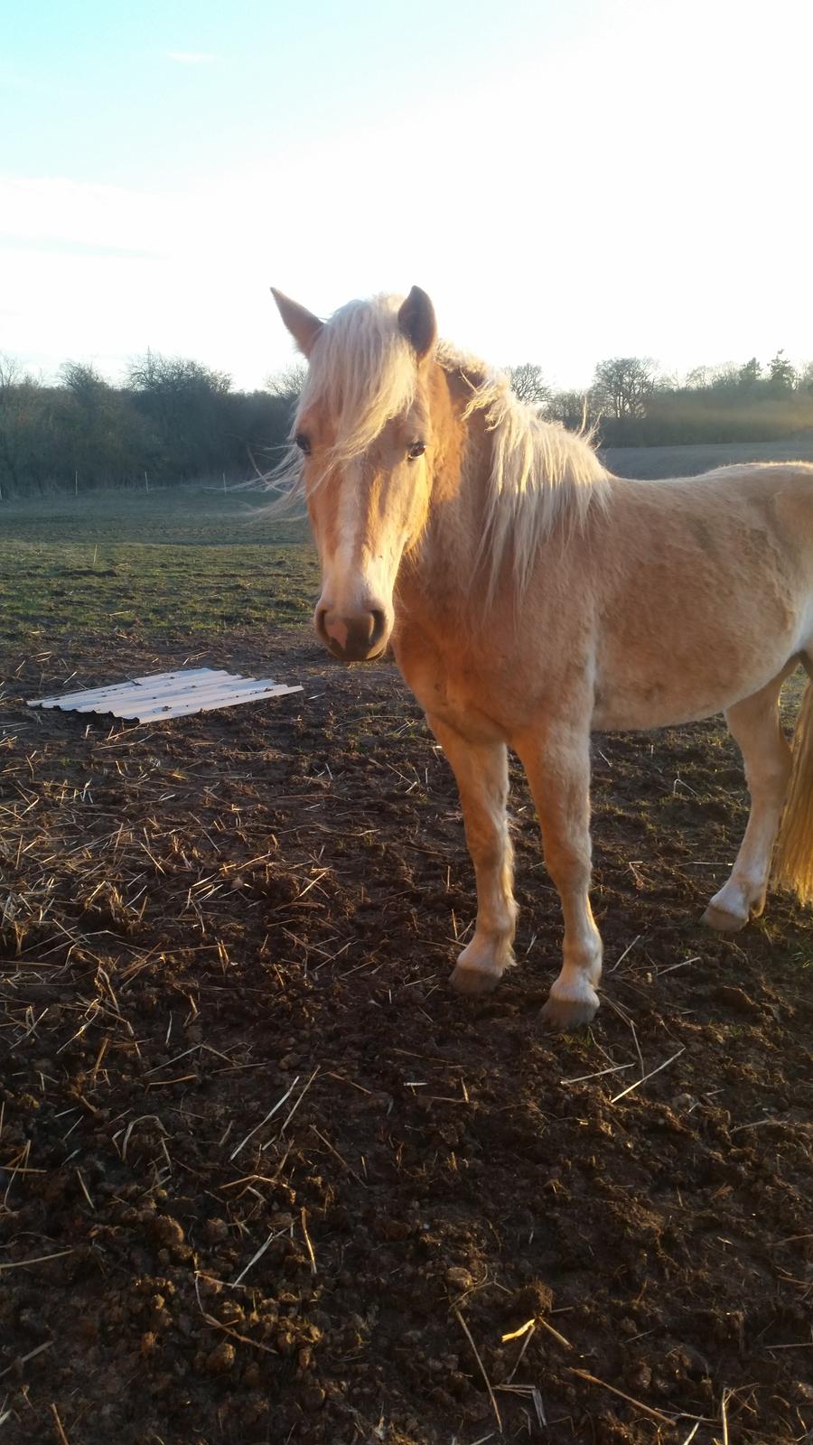 Haflinger stumtänser - og her i dag (april) så smuk er han blevet <3 billede 17